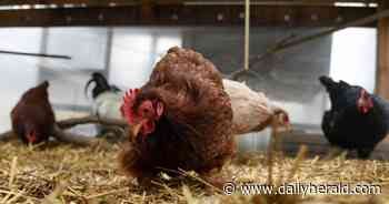 Why chickens could be coming to backyards in Mundelein in 2024