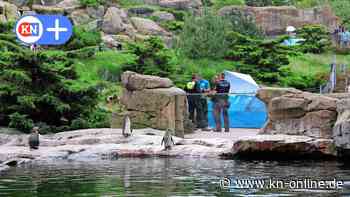 Pinguin in Rostocker Zoo getötet: Wurde Lotti von Einbrechern umgebracht?