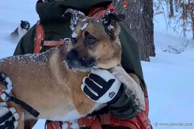 Professional Skier Honors His Dog With Heartwarming Video (Watch)
