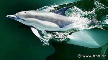Diese Delfine verirrten sich in die Ostsee und wurden berühmt