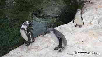 Pfleger finden enthaupteten Pinguin im Rostocker Zoo und alarmieren Polizei