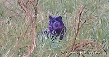 Scientist gives verdict on big cat sightings in the UK