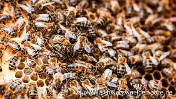Faulbrut verbreitet sich: Wie geht es den Bienen im Kreis Calw?