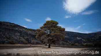 Athen will schnell wieder aufforsten - doch noch brennt es