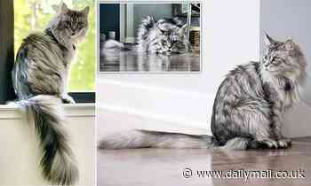 Cat claims the world record for feline with the longest tail, measuring a whopping 16.07 inches