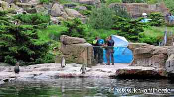 Pinguin in Rostocker Zoo getötet: Vermutlich war es ein anderes Tier