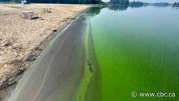 Alberta scientists tracking blue-green algae blooms using satellite imagery
