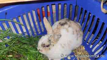 Lkw-Fahrer findet lebenden Hasen in Müllcontainer entsorgt - Rettung in letzter Sekunde