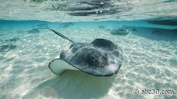 Florida woman recovering from stingray attack shares experience: 'Thought I was going to die'