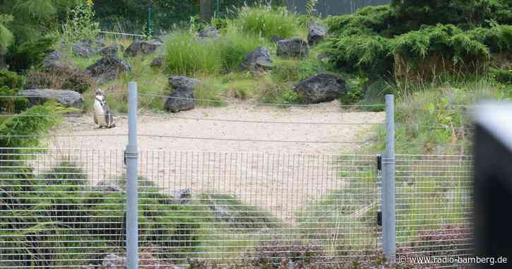 Toter Pinguin im Zoo – vermutlich von Tier angegriffen