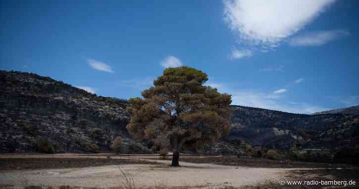 Athen will schnell wieder aufforsten – doch noch brennt es