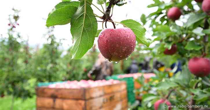 «Der Markt ruft»: Apfelernte am Bodensee gestartet