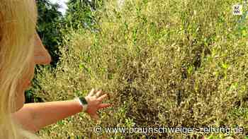 Falter macht dem Buchsbaum in Wolfenbüttel zu schaffen