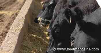Improvement in feed situation may aid herd expansion