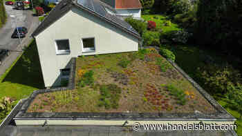 Dachbegrünung: Diese Fördergelder gibt es für Gründächer