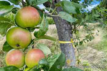 Stemwede: Hier darf Obst kostenlos geerntet werden