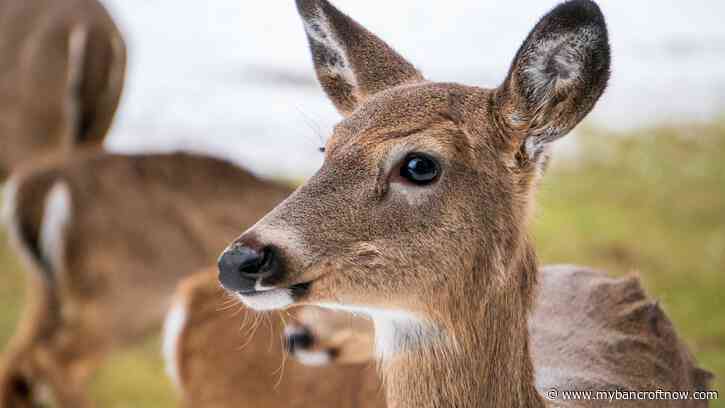 MNRF seeking help investigating deer shot deer out of season