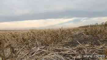 Alberta wheat production expected to fall 16% after hot, dry summer