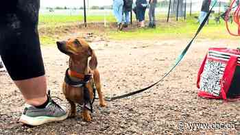 Meet Chester, Nova Scotia's fastest wiener dog