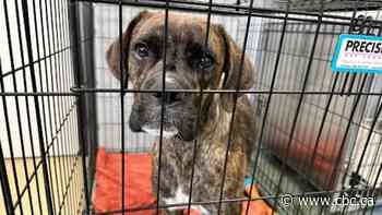 Edmonton halts intake of healthy dogs at Animal Care and Control Centre