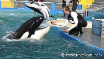 Miami Seaquarium provides update on orca Lolita's death