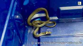 Feuerwehr fängt Schlange in Bankfiliale bei Hannover ein