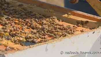 Educating the public on pollinator plight