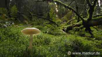 Tschernobyls langer Schatten: Pilze in Bayern noch immer radioaktiv – Bundesamt warnt