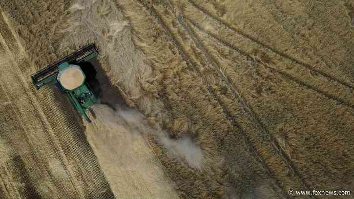 Ukrainian farmers hold steady on winter wheat sowing despite export challenges