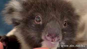 Claims koalas crushed, starving as Kangaroo Island's blue gum plantations come down