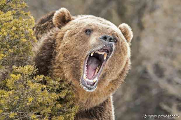 Two Men Kill Grizzly Bear In Self Defense Near Montana Ski Resort