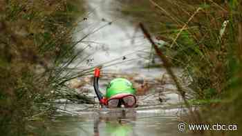 Dark, smelly and 'completely bonkers': Welcome to the world of bog snorkeling