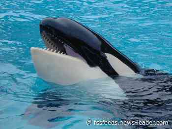 Lolita the whale's remains to be returned to Pacific Northwest following necropsy