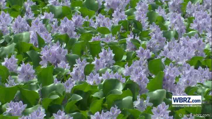 Drying up and overgrown, LSU lakes project hitting a snag as it nears key milestone