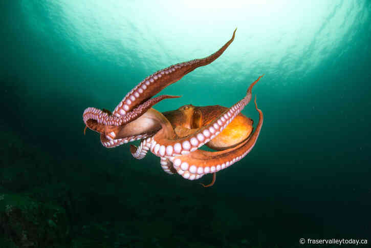 Octopus Moms Use Hot Tubs to Make Their Eggs Hatch Faster