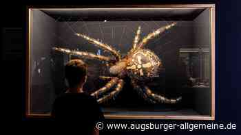 Giftspinnen und Weltall: Fünf Tipps für Unternehmungen an Regentagen