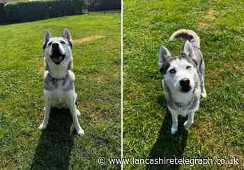 The RSPCA  are appealing for a forever home for husky, Lulu