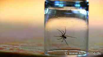 Spinnen im Haus: Was hilft gegen Hauswinkelspinne, Kreuzspinne, Weberknecht und Co.?