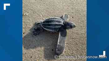 Leatherback sea turtle hatchlings emerge on Ocracoke Island, first time on Cape Hatteras since 2007