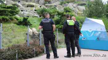 Humboldtpinguin im Rostocker Zoo vermutlich durch Raubtier-Angriff getötet