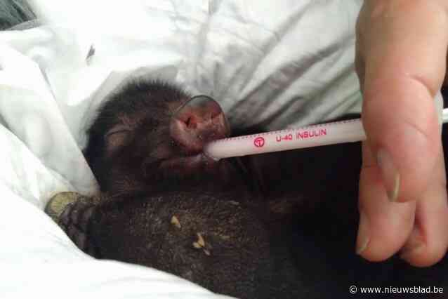 Gedumpte hangbuikvarkentjes nog in leven, over twee weken kunnen ze worden geadopteerd: “Daisy en haar jongen hebben ontzettend veel geluk gehad”