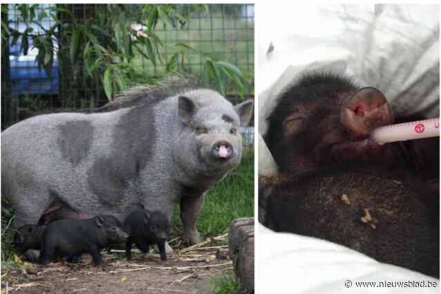 Gedumpte varkentjes nog allemaal in leven, over twee weken kunnen ze worden geadopteerd: “Daisy en haar biggetjes hebben ontzettend veel geluk gehad”