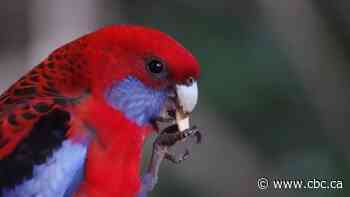 Claws and effect: Birds talented with their talons share common ancient ancestor
