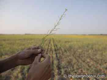 Droughts aren't withering optimism for future of canola in Saskatchewan
