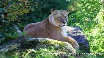Trauer um Kira: Die letzte Löwin im Augsburger Zoo ist tot