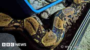Dumped boa constrictor blocks Widdington driveway