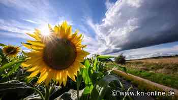 Sommer-Bilanz für Schleswig-Holstein: Warm, feucht, sonnig
