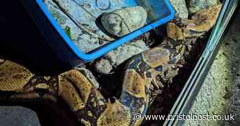 Six-foot long boa constrictor found abandoned in quiet village housing estate