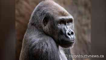 The Toronto Zoo's gorilla has to limit his screen time. Here's why