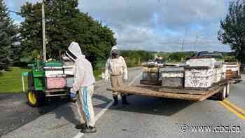5 million bees fall of truck on Guelph Line in Burlington